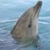 Otro